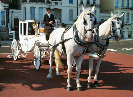 wedding horse and carriage sydney for hire