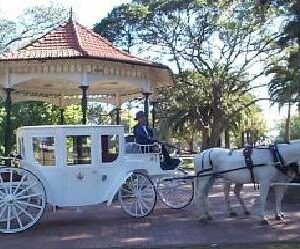 cinderella wedding horse and carriage for hire