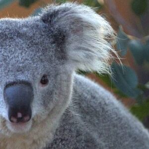 meet koala on accessible tour